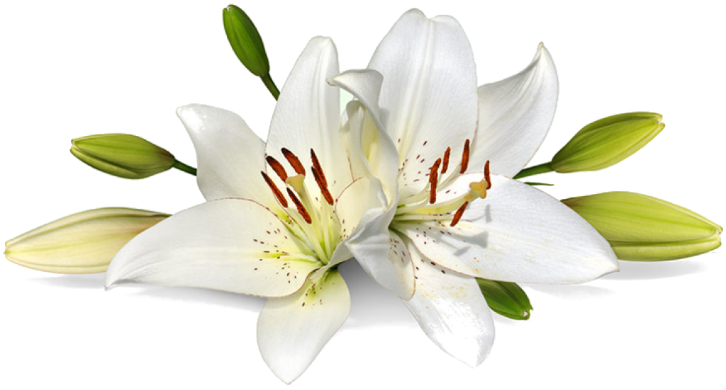 Easter Lilies