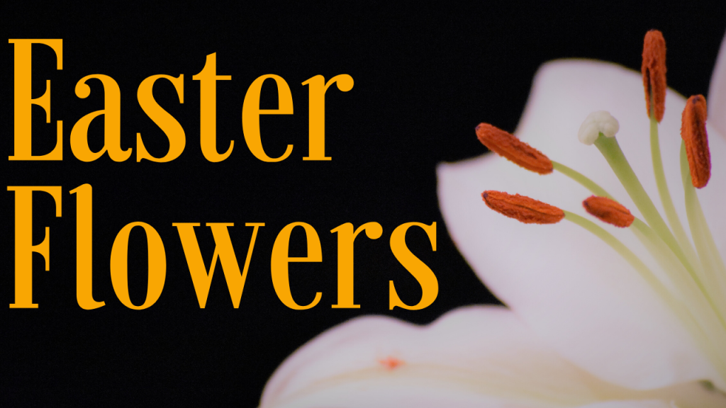 Easter Lily Donations Holy Family Catholic Church